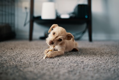 Brown dog selective focus on photography
